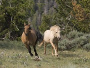 Pryor Mountains, Montana, wild horses, palomino stallion chases red dun mare