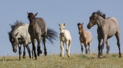 Pryor Mountains, Montana, wild horses, band runs for water