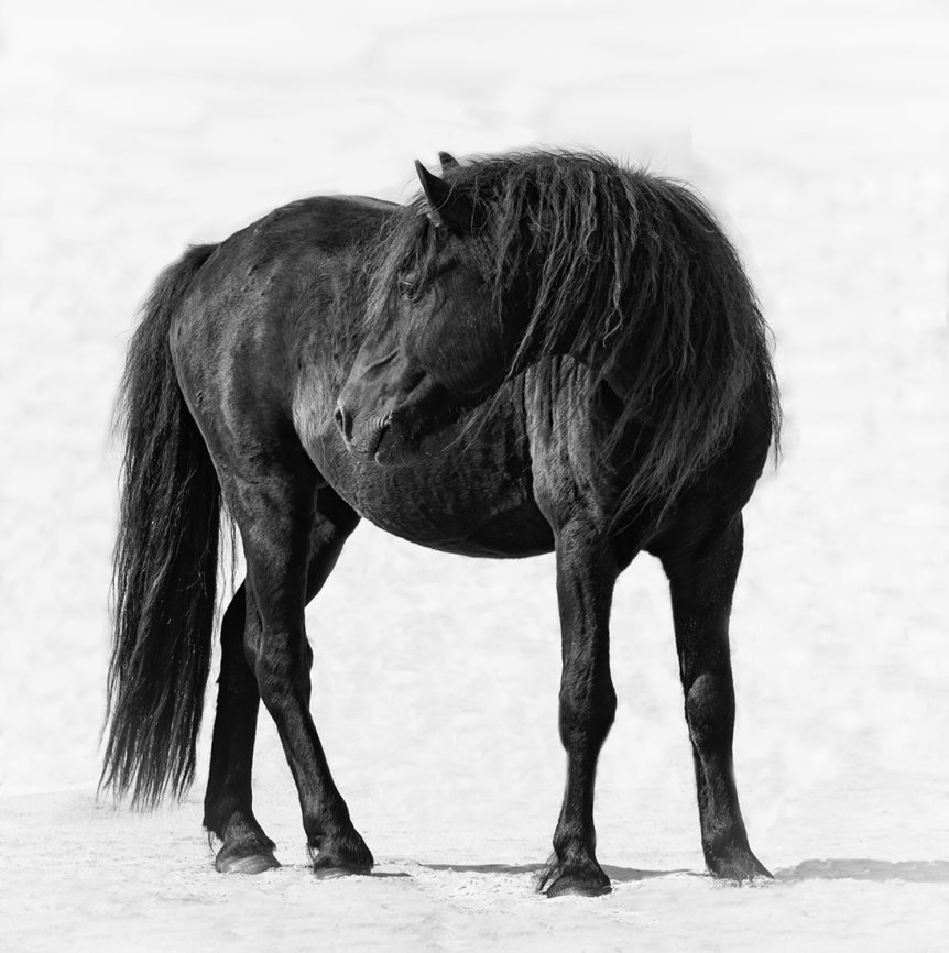 Stunning Sable Island Stallions - Living Images